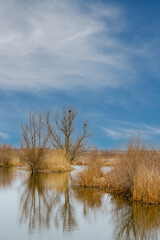 Reed reflections in a lake having a blue sky as background