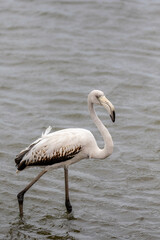Juvenile Greater Flamingo, Walvis Bay, Namibia
