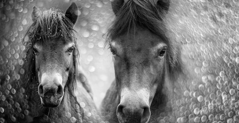 exmoor pony and bokeh background