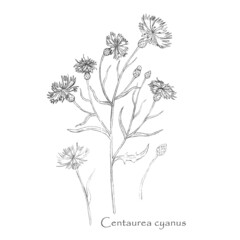 Hand drawn Cornflower or Centaurea cyanus isolated - obrazy, fototapety, plakaty