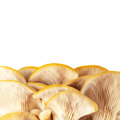 oyster mushroom close up isolated on white background