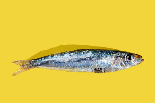 (Engraulis encrasicolus) Fresh silver-colored anchovies on a yellow background. Fish rich in vitamin B with an exquisite flavor