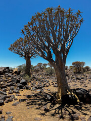 Quiver tree forest in Namibia Keetmanshoop. Wildlife, desert nature in Africa.