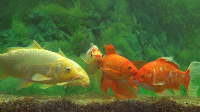 fish swim in the aquarium. 4k footage