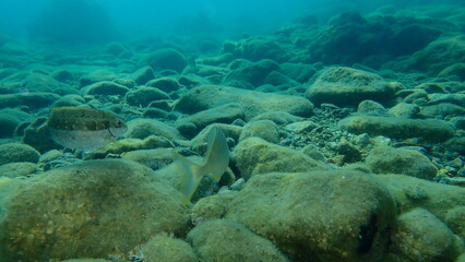 Naklejka na ściany i meble Rivulated rabbitfish or marbled spinefoot, surf parrotfish (Siganus rivulatus) undersea, Aegean Sea, Greece, Syros island