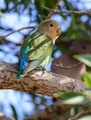 Rosy-faced Lovebird, Namibia