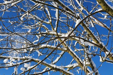 Tree branches covered with snow, on a background of blue sky, close up