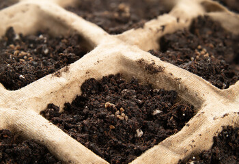 Celery seeds in seed starter pot tray with potting soil, close up. Macro of tiny tango organic...