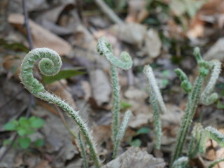 close up of a fern