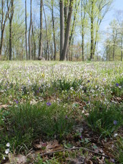 spring in the park