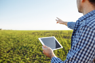 Close up shot of a farmer holding a tablet standing in the middle of the young green wheat field....