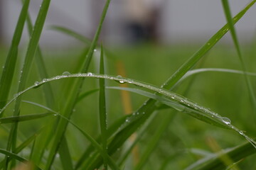 Drops after a summer rain on the Grass close-up