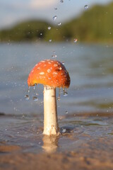 Fly agaric with drops and streams of water. Short exposure