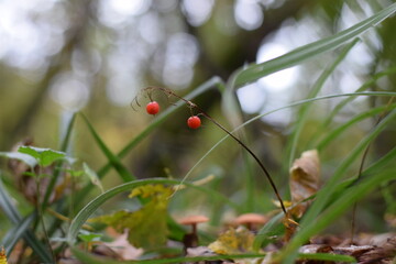 Blades of grass and berries in the forest close-up