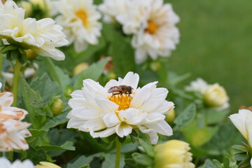 A bee sits on a white flower