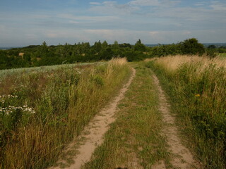 Fototapeta na wymiar Dirt road in a green meadow under blue sky, Gdansk, Poland
