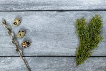 Easter background. A willow branch, three quail eggs and a pine branch.