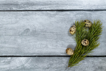 Easter background. Pine branch and quail eggs on a light wood background.