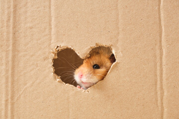 cute fluffy tri-color long-haired syrian hamster peeking out of a hole in cardboard, heart-shaped hole, love for rodents - obrazy, fototapety, plakaty