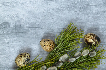Easter background. A branch of a green pine and pussy willow with quail eggs at the bottom on a light wood background.