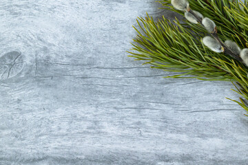 Easter background. A branch of green pine and pussy willow in the upper right corner on a light wood background.