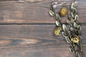Easter background. A pussy-willow and three quail eggs on the right against a dark wood background.