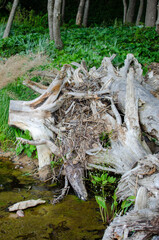 dead roots of a tree on a river in a forest