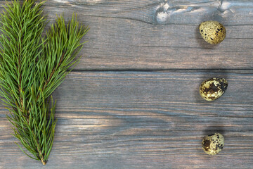Easter background. Three quail eggs on the right and a pine branch on a dark wood background.