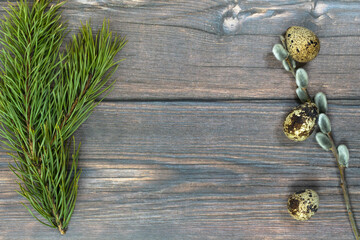 Easter background. Three quail eggs with a willow on the right and a pine branch on a dark wood background.