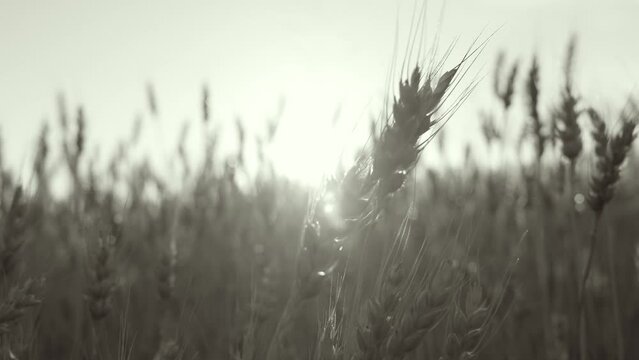 4k slow motion black and white 4k stock video footage of ripening yellow ears of wheat or rye growing in sunny sunset field. Abstract natural background