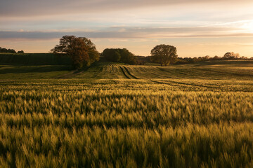 Getreide Feld in der Abendsonne.