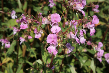Fototapeta premium Himalayan Balsam (Impatiens glandulifera)