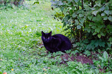 black cat in the garden