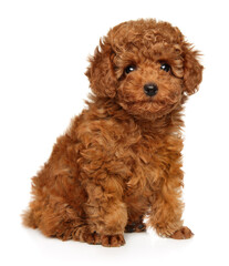 Poodle puppy looking at the camera