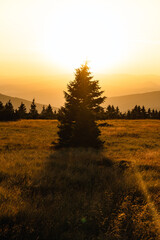 Majestic tree covered in sunset light captured on the top of Krkonose mountains, meadows, peace, sun, warm, good time. Dramatic sunset