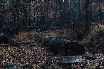 Large log in autumn forest