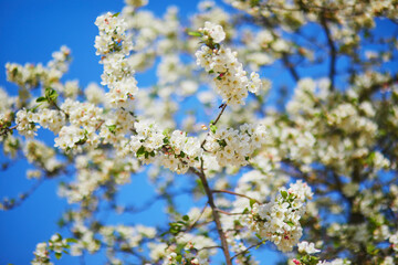 white apprle tree in full bloom on a spring day