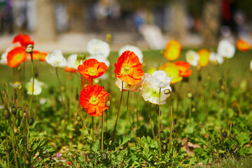 Mix of different sorts of colorful poppies