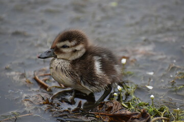 pato bebe