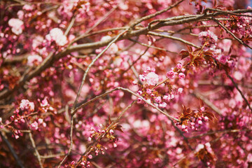 Branch of cherry blossom tree with pink flowers on a sunny spring day
