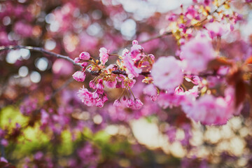 Branch of cherry blossom tree with pink flowers on a sunny spring day