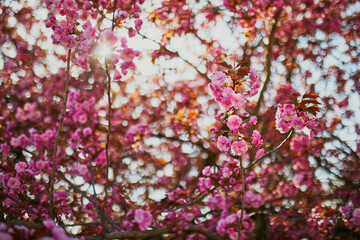 Branch of cherry blossom tree with pink flowers on a sunny spring day