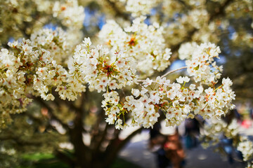 white apprle tree in full bloom on a spring day