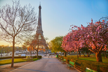 Scenic view of the Eiffel tower with cherry blossom trees in bloom in Paris, France