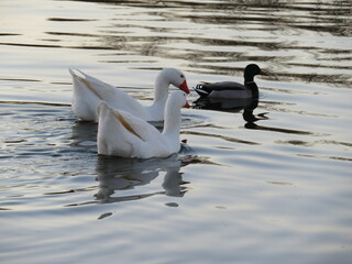 ducks birds blue swim fly feathers beak wings water