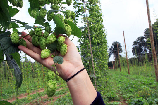 Culture du houblon
