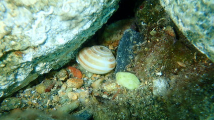 Shell of grove snail, brown-lipped snail or lemon snail (Cepaea nemoralis) undersea, Aegean Sea, Greece, Syros island