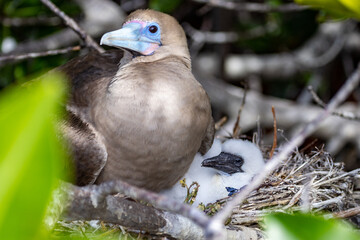Adult Red-footed Booby and Chick Nesting at Darwin Bay on Genovesa Island in the Galapagos. The red-footed booby is a large sea bird of the booby family, Sulidae (Sula sula).