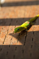 Gold dust day gecko