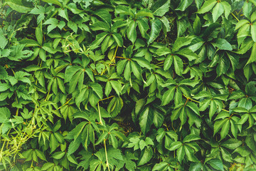 Close-up, overgrown wall of green ivy with leaves.